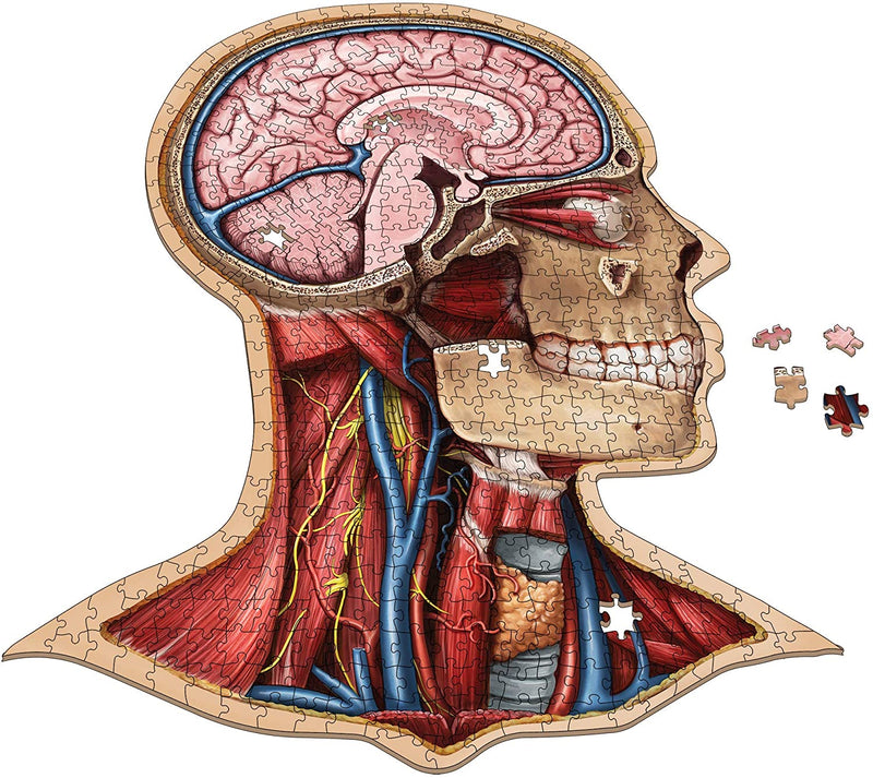 Dr. Livingston's Anatomy 538 Piece Puzzle: The Human Head