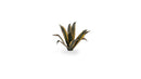 Gamers Grass: Laser Plants Agave
