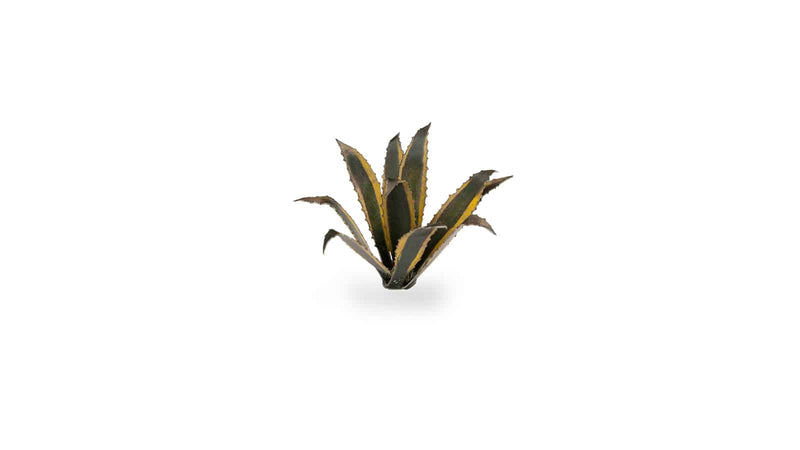 Gamers Grass: Laser Plants Agave