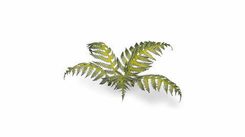 Gamers Grass: Laser Plants Bracken